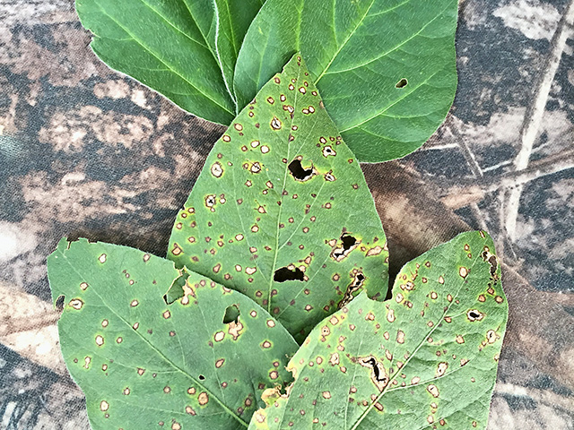 Frogeye leafspot resistance to QoI fungicides (strobilurins) is becoming widespread in the Midwest, as well as the South, Image courtesy of Tom Allen / MSU